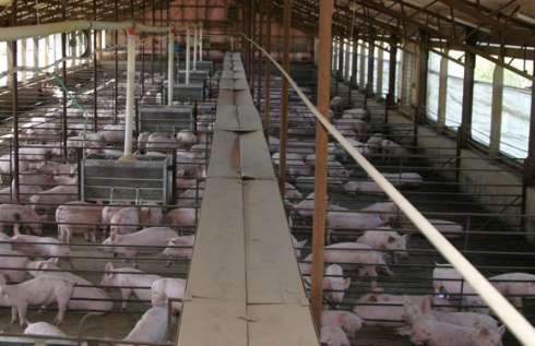 La Provincia de Entre Ríos encabeza en crecimiento porcino en Argentina